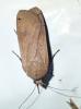 Noctua pronuba